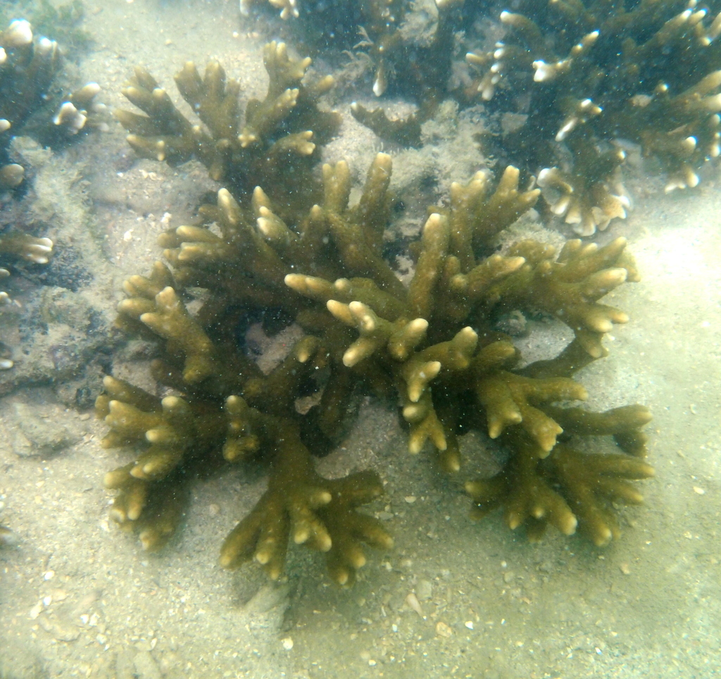 Finger coral