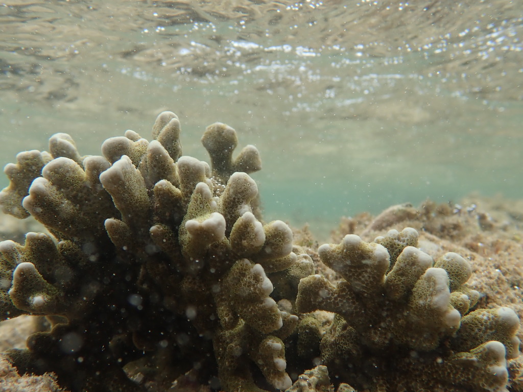 Finger coral