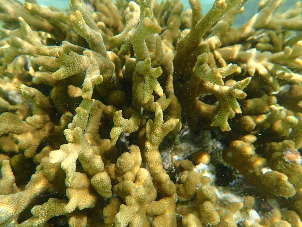 Finger coral