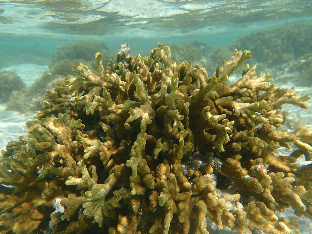 Finger coral