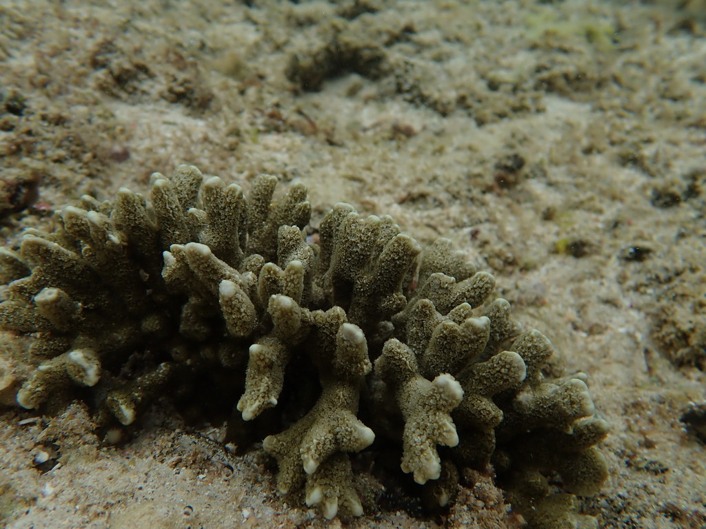 Finger coral