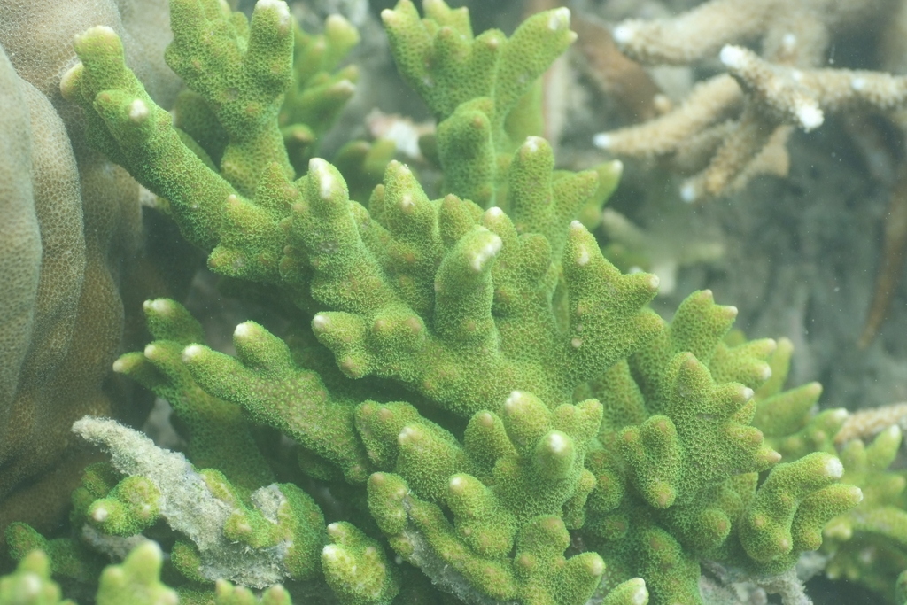 Finger coral
