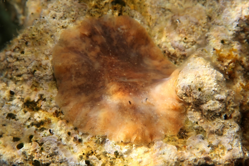 Stylochus visqueux