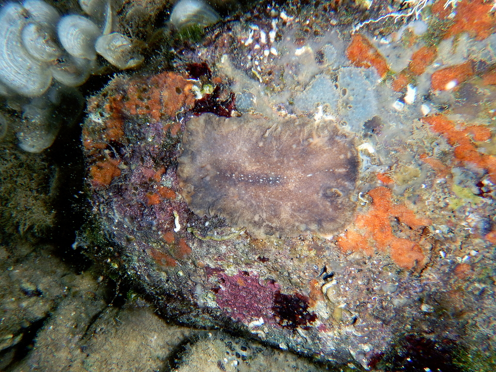 Stylochus visqueux