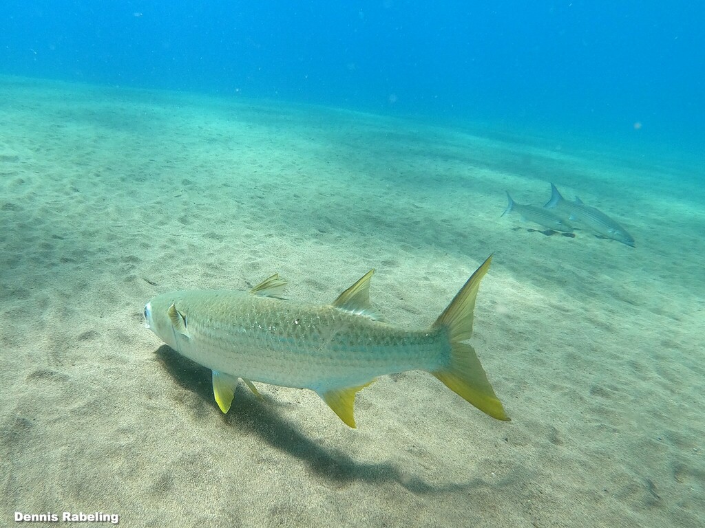 Sea Mullet