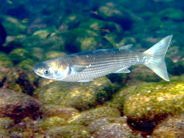 Sea Mullet