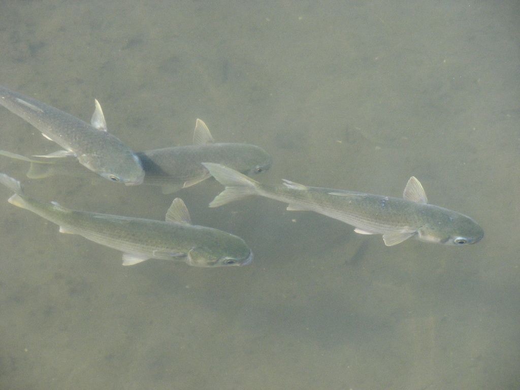 Sea Mullet
