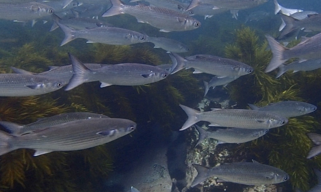 Sea Mullet