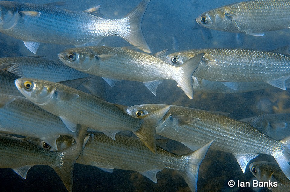Sea Mullet