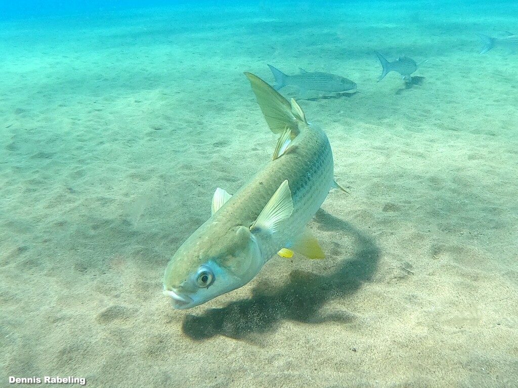 Sea Mullet