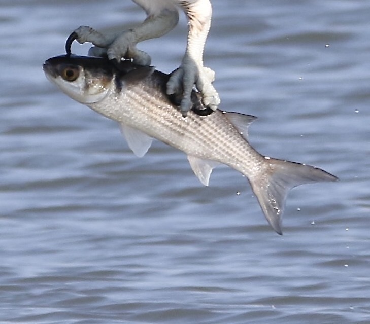 Sea Mullet