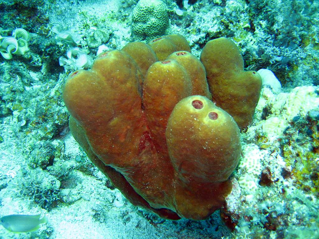 Swinhoe's Sponge