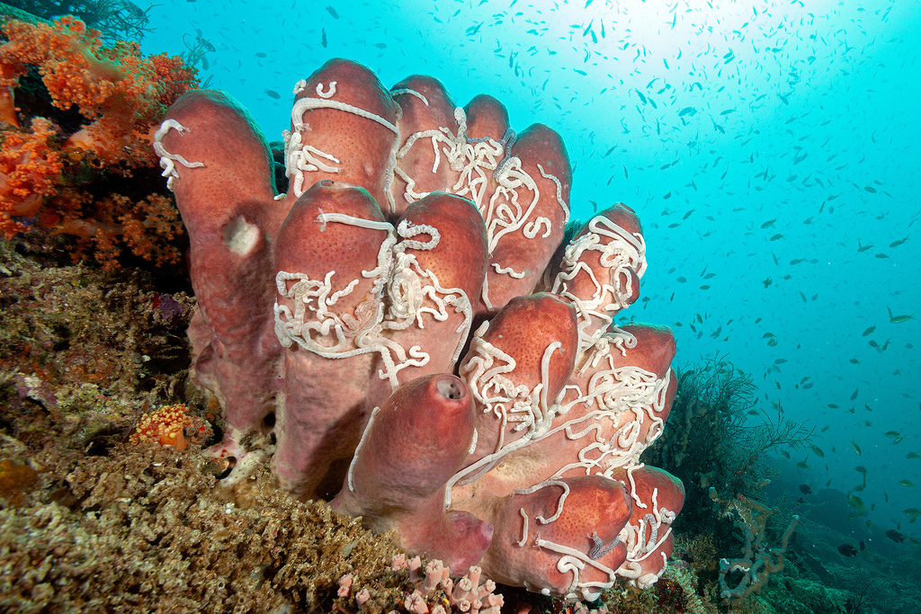 Swinhoe's Sponge