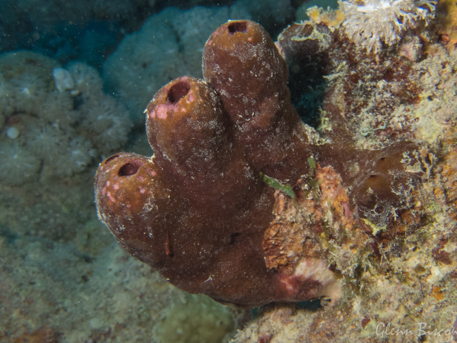 Swinhoe's Sponge