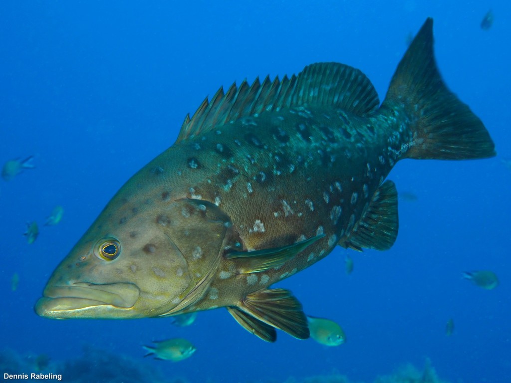 Island Grouper