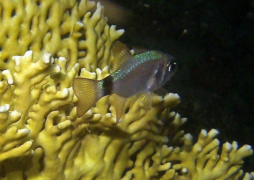 Tailring Cardinalfish