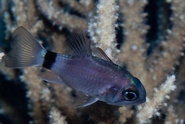 Tailring Cardinalfish