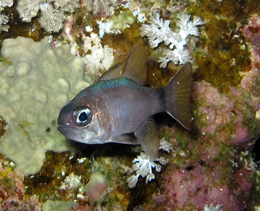 Tailring Cardinalfish