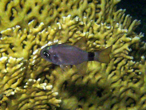 Tailring Cardinalfish