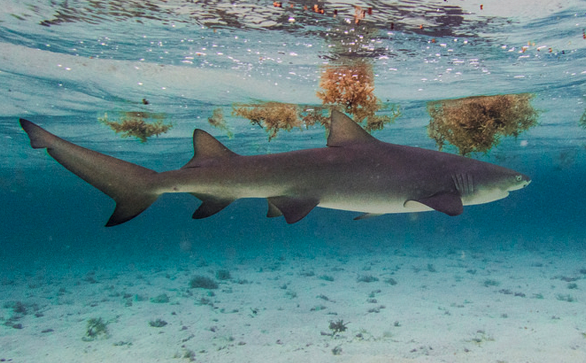 Lemon Shark