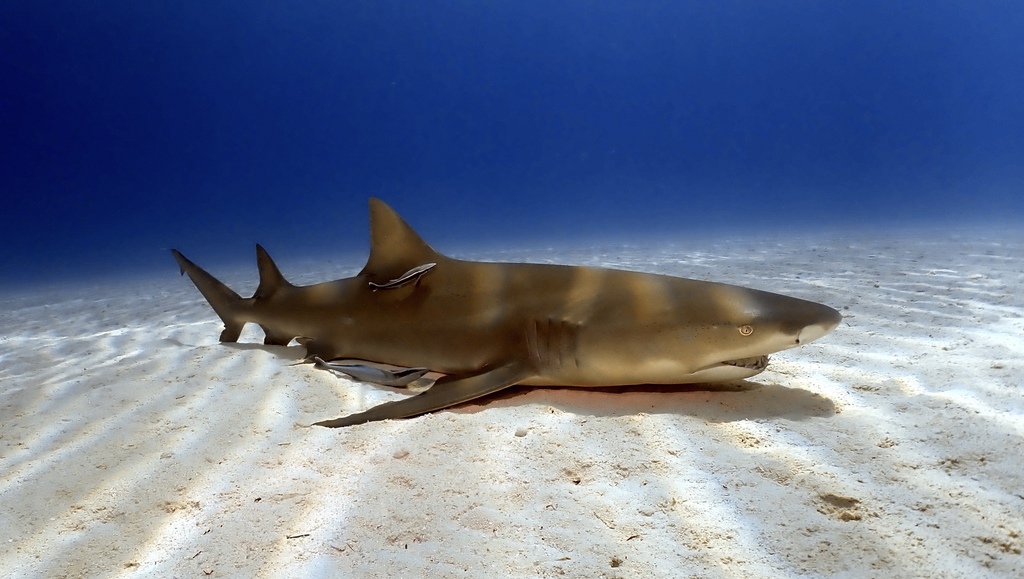 Lemon Shark
