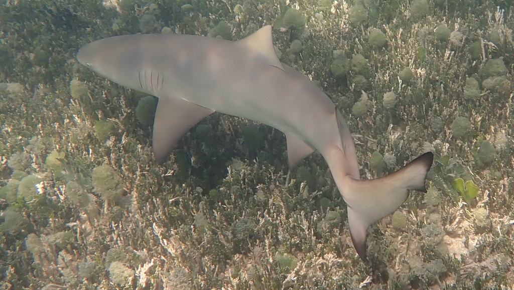 Lemon Shark