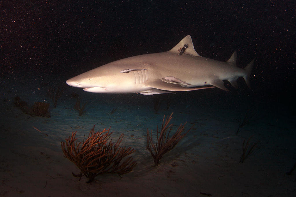 Lemon Shark