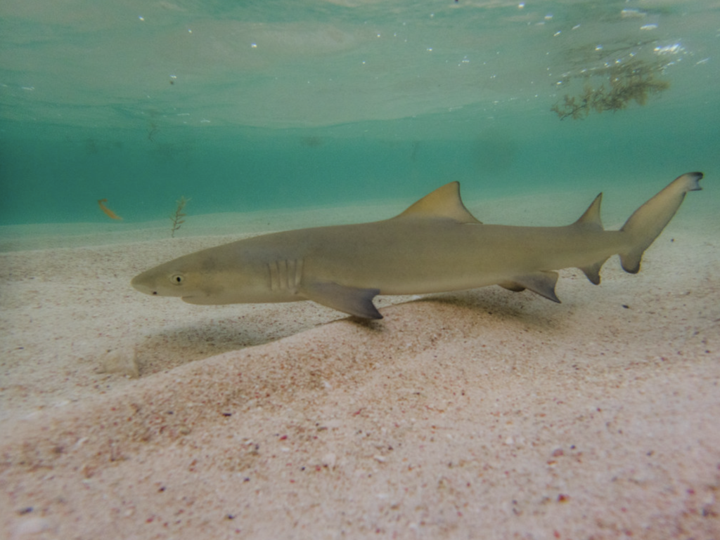 Lemon Shark