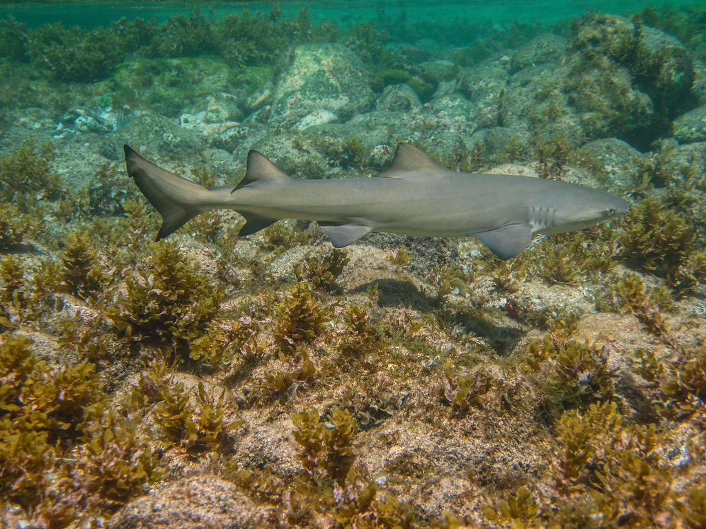 Lemon Shark