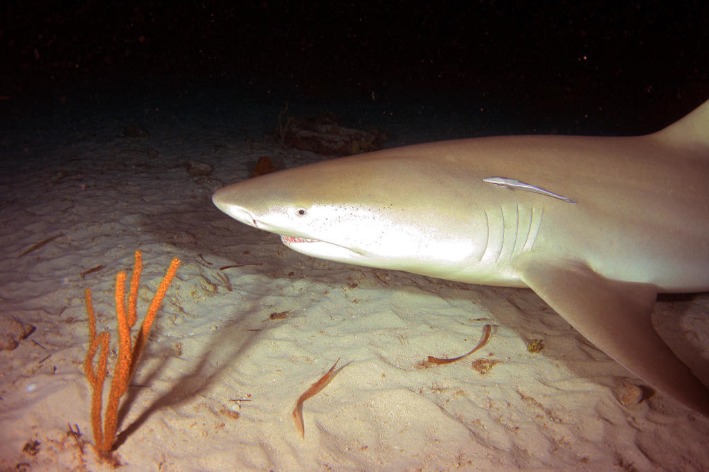 Lemon Shark