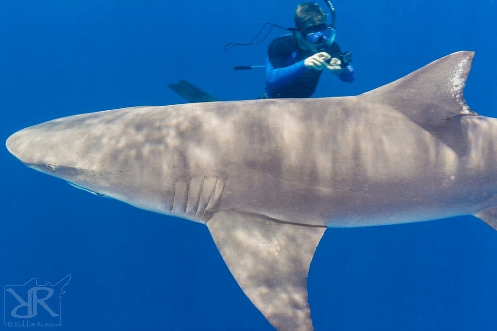 Lemon Shark