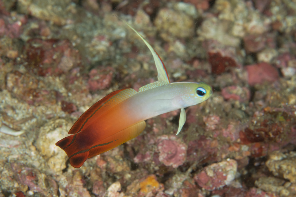 Fire Dartfish