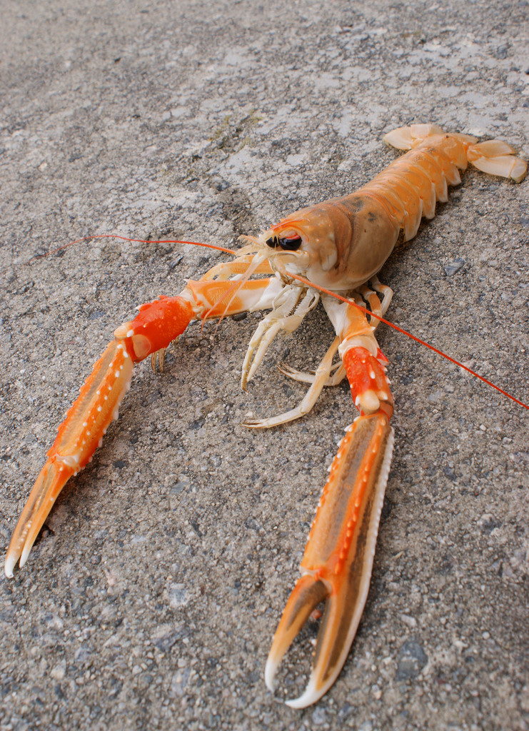 Norway lobster