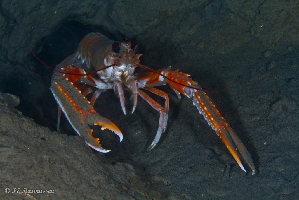 Norway lobster