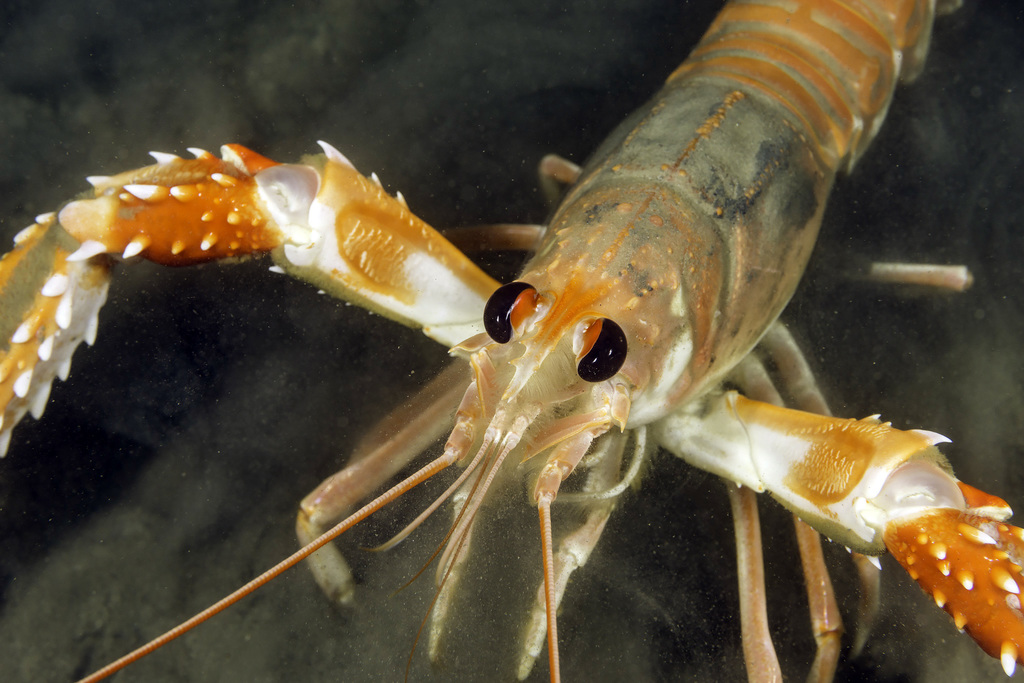 Norway lobster