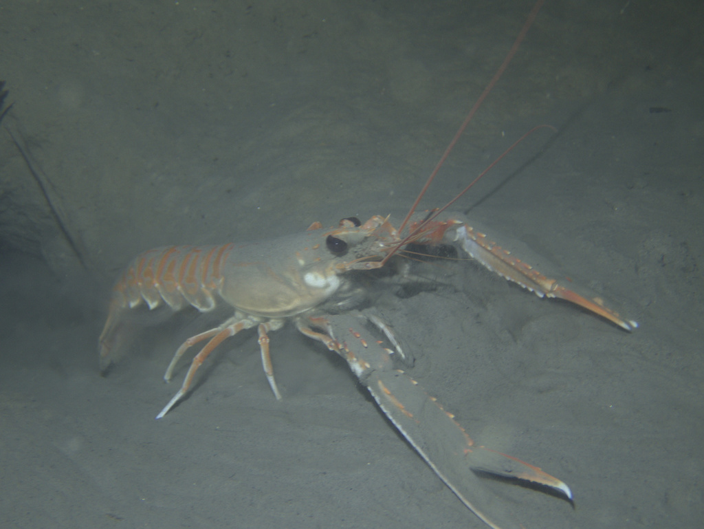 Norway lobster