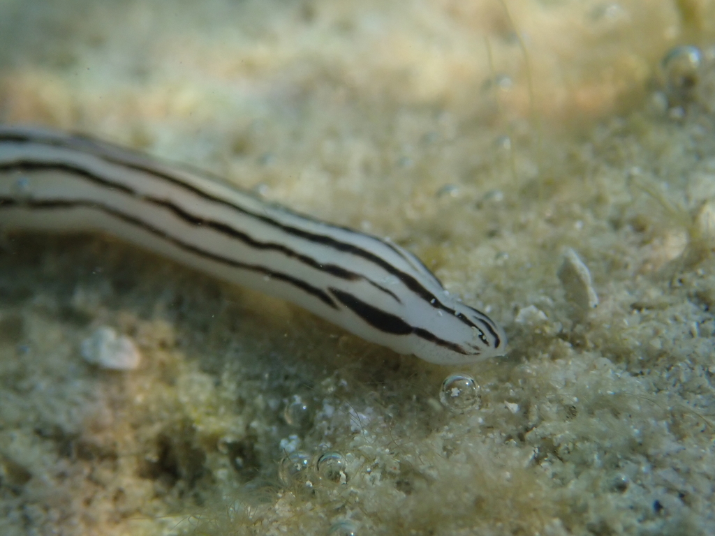 Five-lined ribbon worm