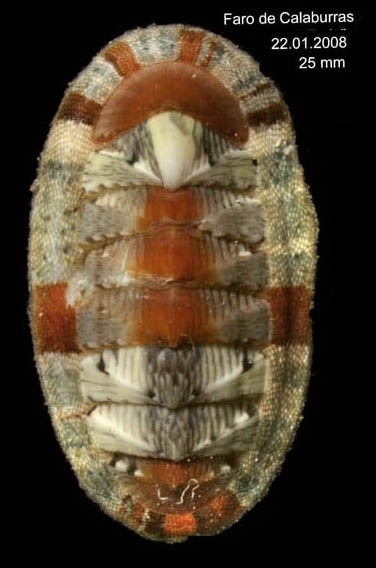 Chiton vert