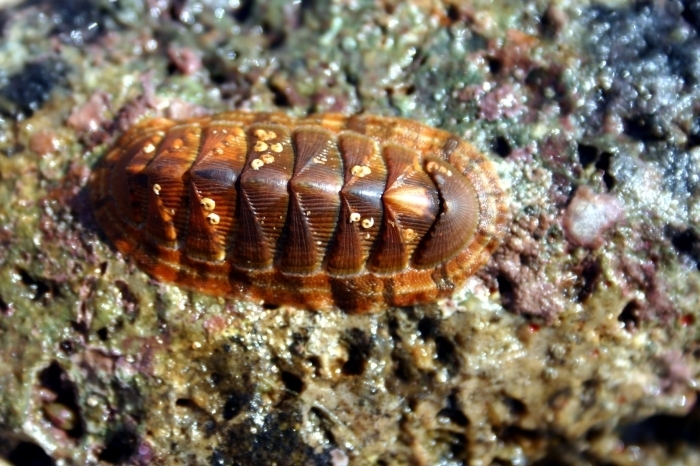 Chiton vert
