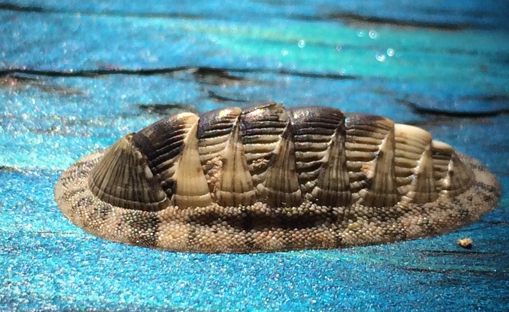 Chiton vert