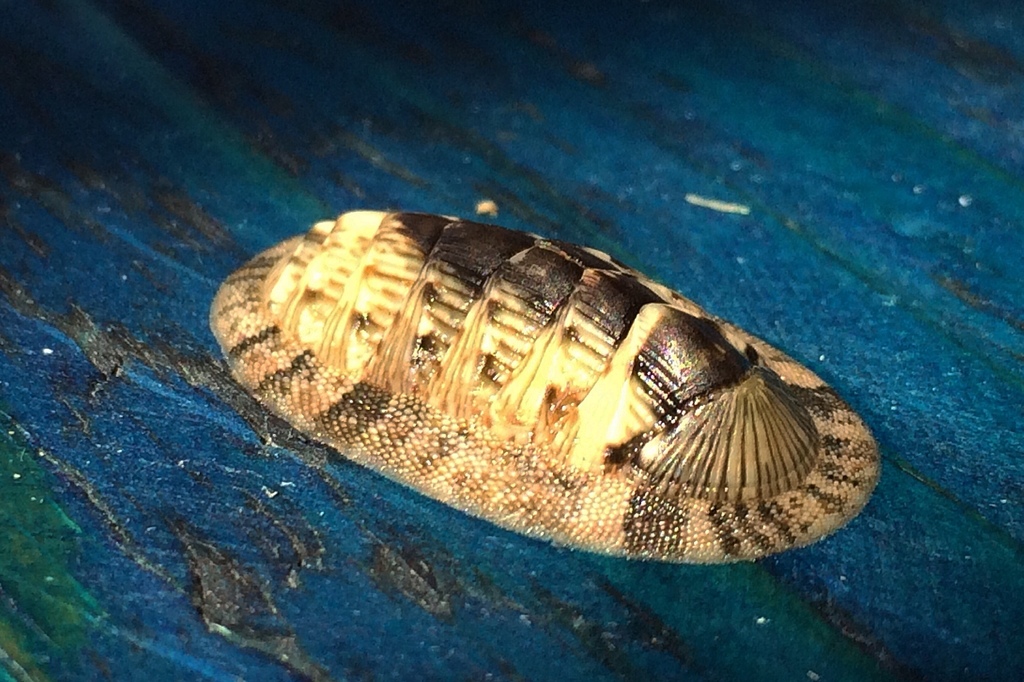 Chiton vert
