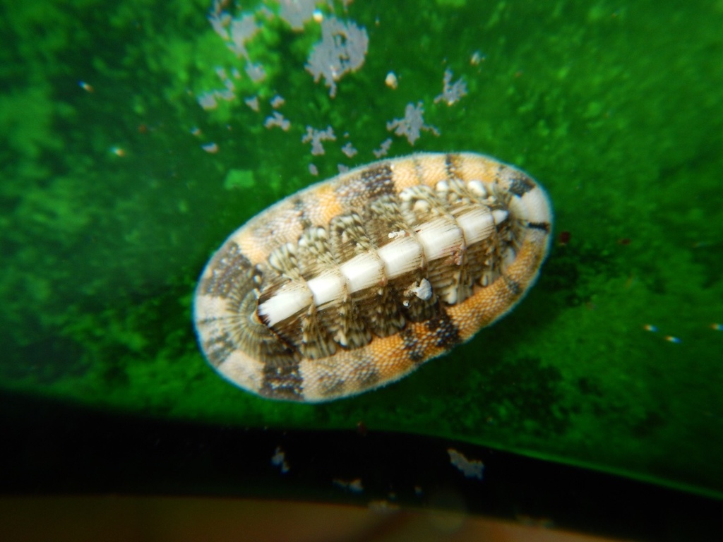Chiton vert