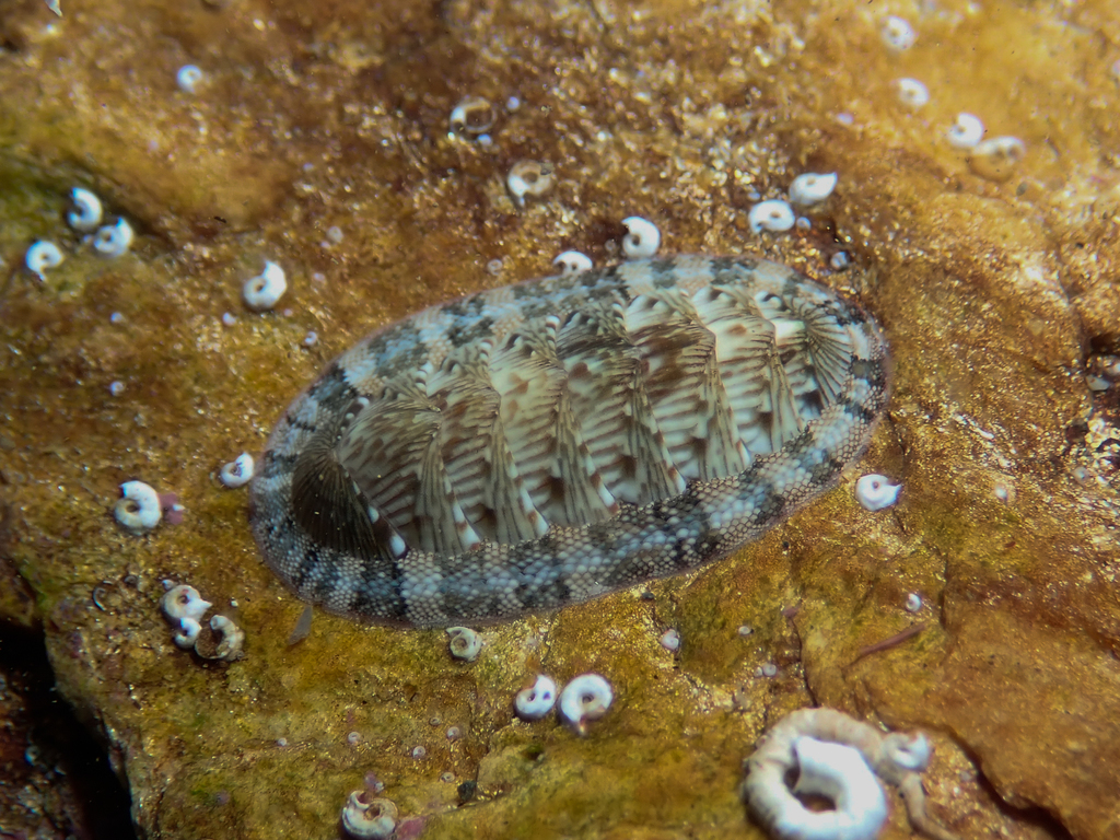 Chiton vert
