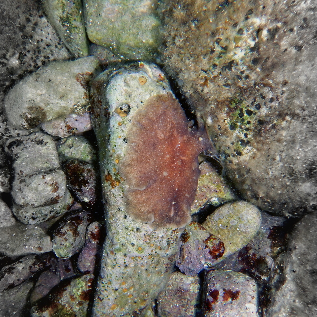 Stylochus visqueux