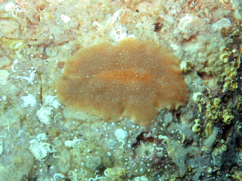 Stylochus visqueux