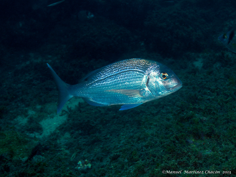 Red Porgy