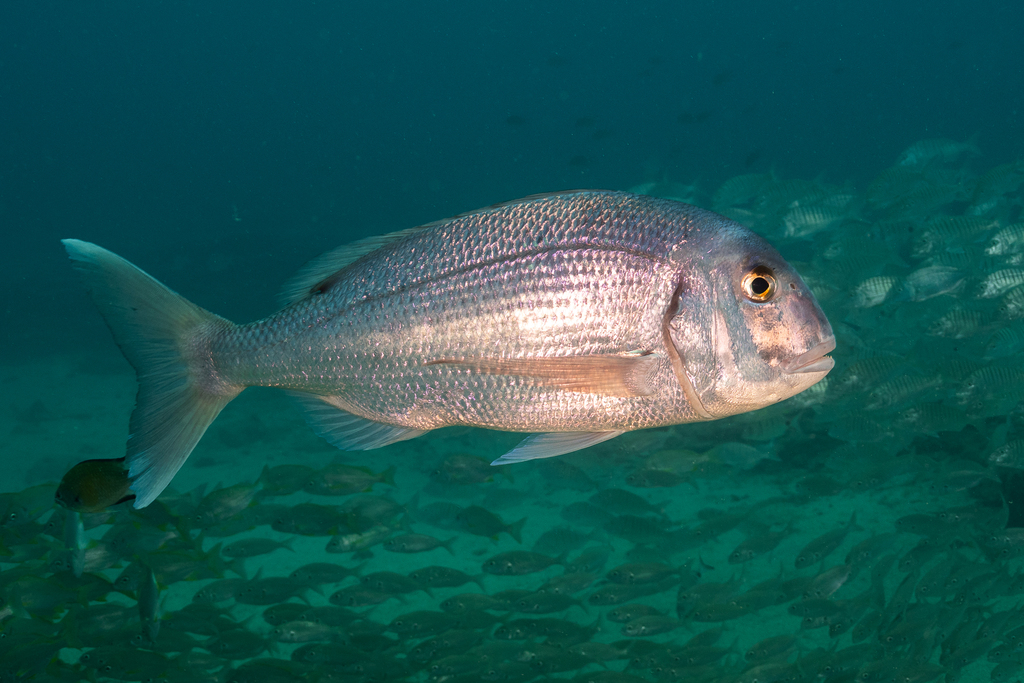 Red Porgy