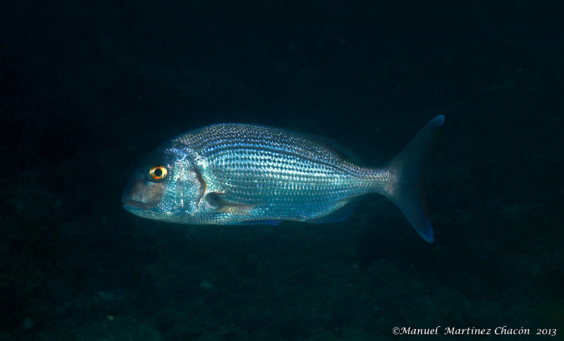 Red Porgy