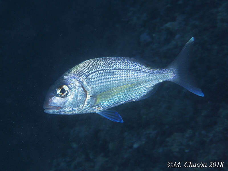 Red Porgy