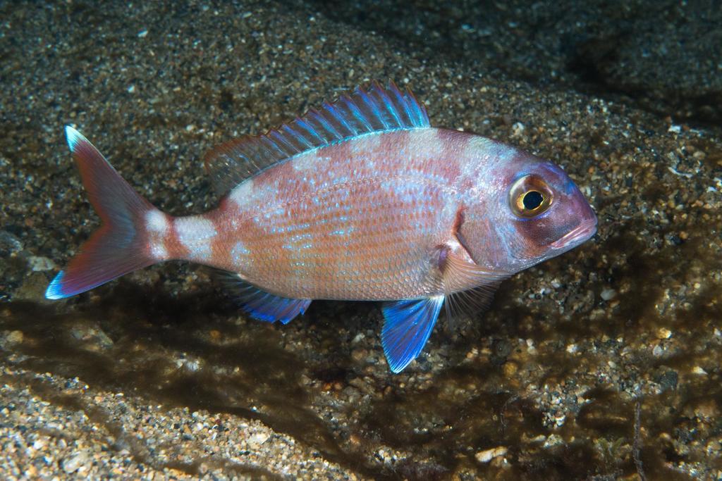 Red Porgy